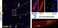 Photo of DAPI RFP G/YFP Confetti